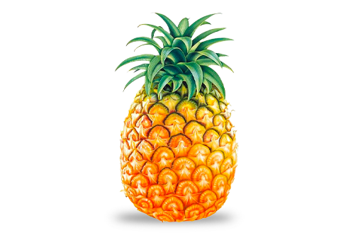 fruit_1